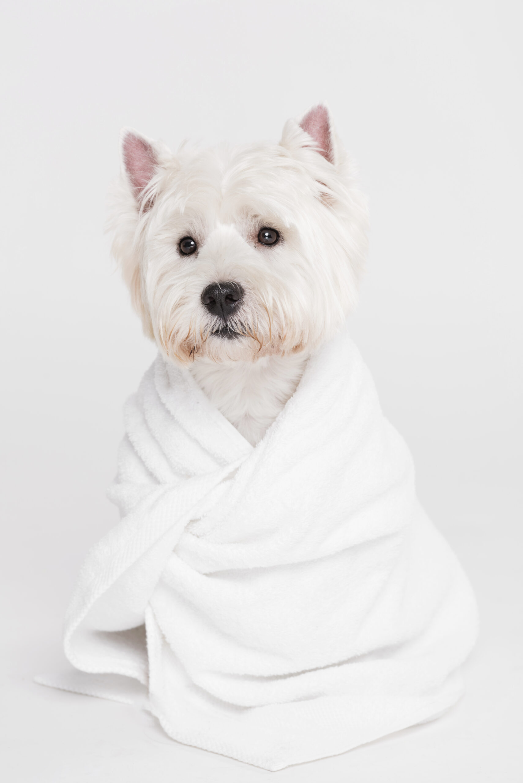 mignon petit chien assis dans une serviette