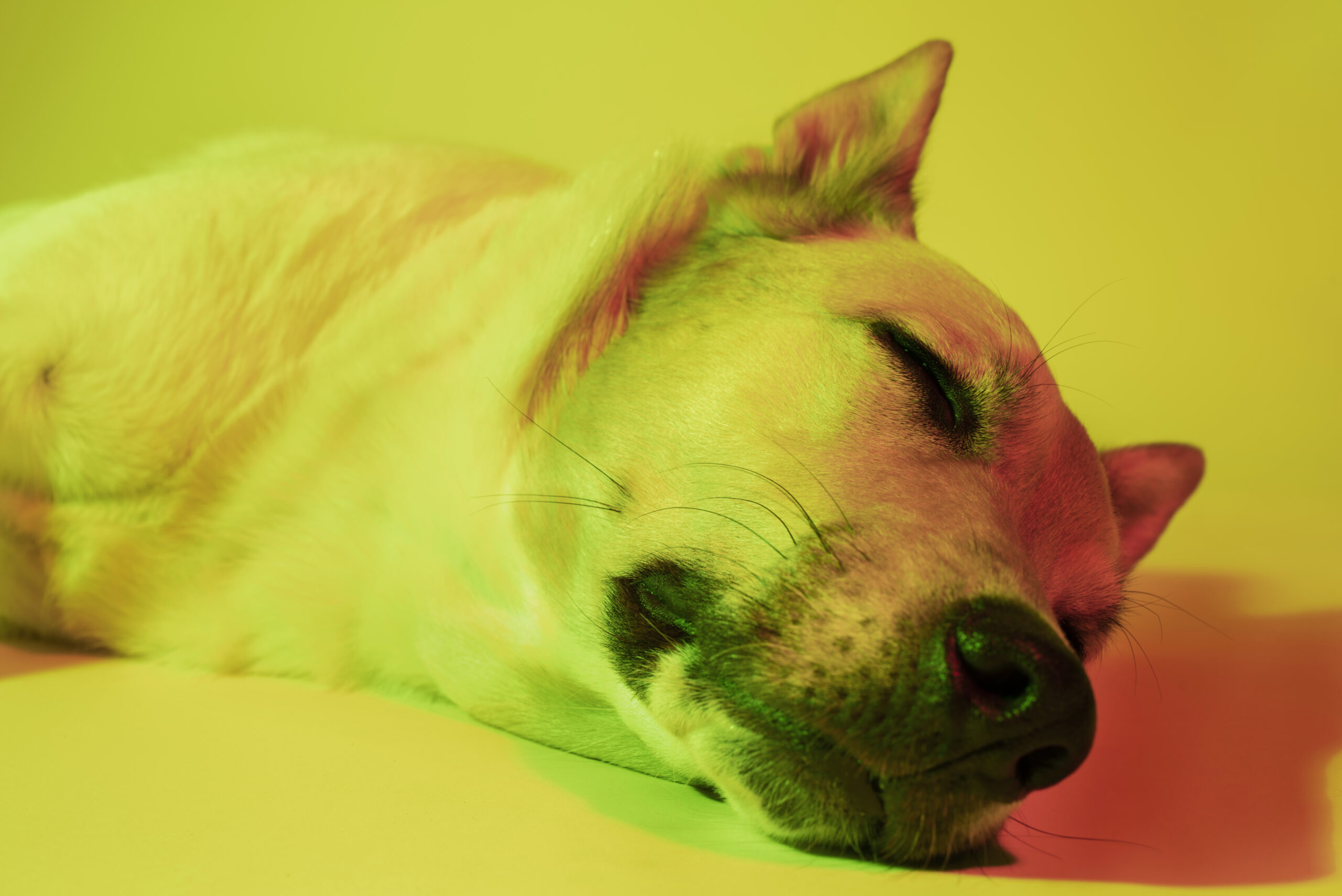 portrait de chien de berger allemand en eclairage degrade